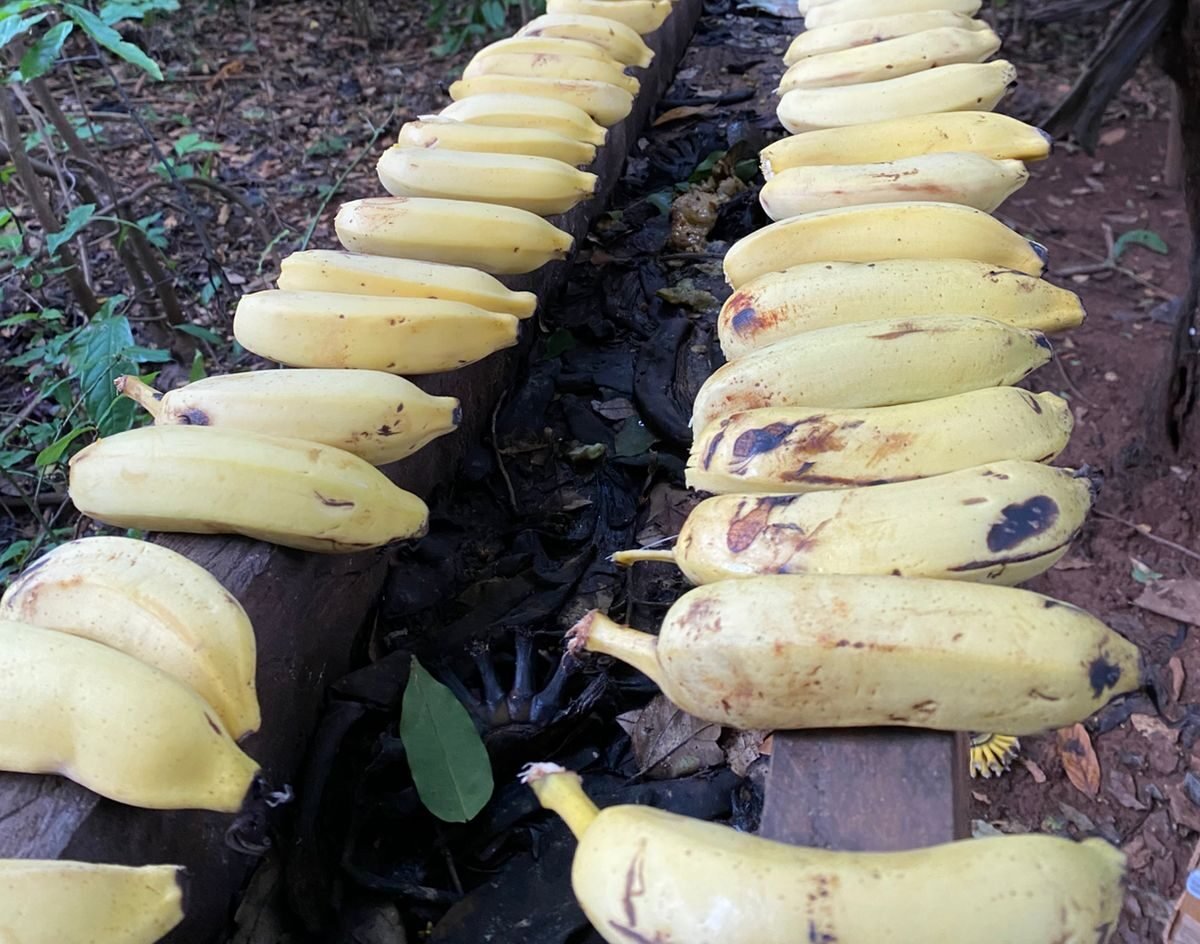 Alimentação