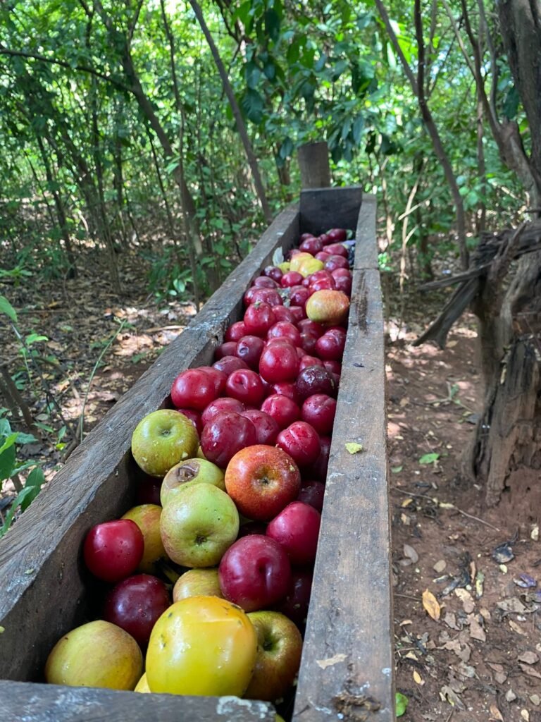 Alimentação