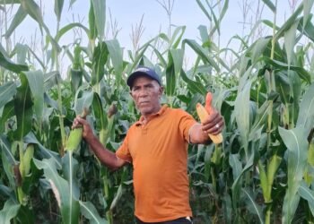 Canaã dos Carajás: a super safra de milho e as deliciosas pamonhas