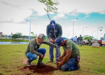 Canaã acelera plantio e transforma meta ambiental em realidade