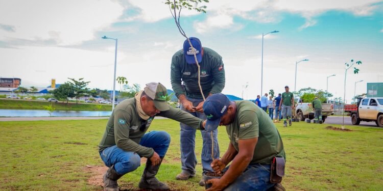 Canaã acelera plantio e transforma meta ambiental em realidade
