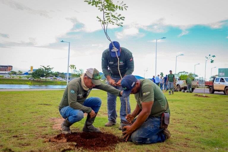 Canaã acelera plantio e transforma meta ambiental em realidade