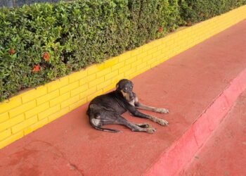 Estudantes cobram ação imediata da Zoonoses