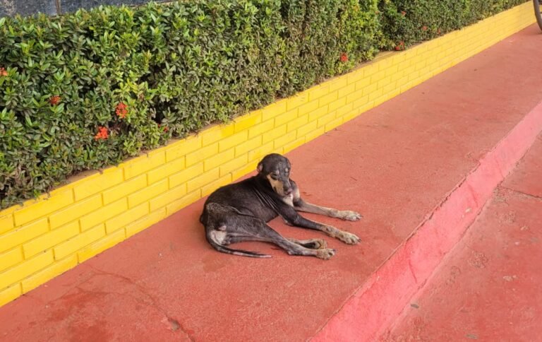 Estudantes cobram ação imediata da Zoonoses