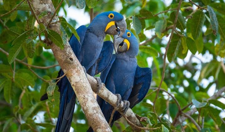 Arara-azul se torna símbolo oficial de Canaã dos Carajás