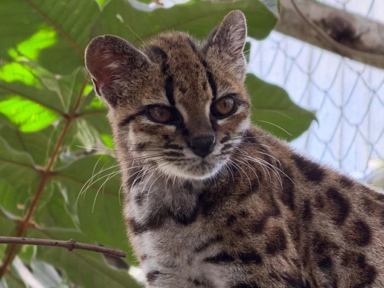 Cientistas identificam nova espécie de gato-do-mato nas florestas da Bolívia